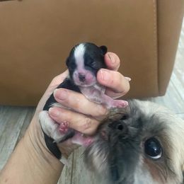 Rocky - Black and white male Shih Tzu puppy in Melbourne, Florida from Sassy Shih Tzu Puppies