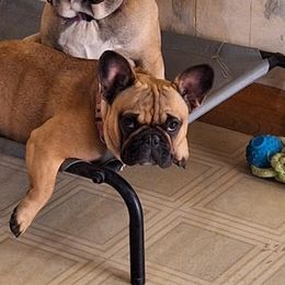 ELLY - French Bulldog