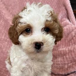 Millie - Parti female Goldendoodle puppy in Lowville, New York from Adirondack Labradoodles