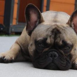 French Bulldog Puppies from Hello Frenchies