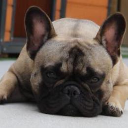 French Bulldog Puppies from Hello Frenchies