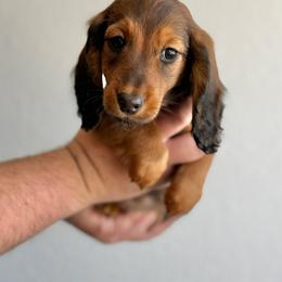 Pink Collar - Red female Dachshund puppy in Cheyenne, Wyoming from Golden Badger Kennels