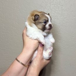 Mars - Orange parti male Pomeranian puppy in Phoenix, Arizona from Luxpomz