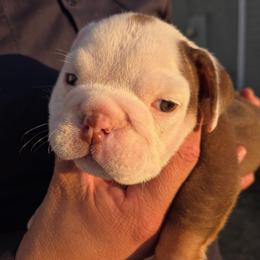 Roxy - Chocolate tri-color female Bulldog puppy in Perris, California from Ohana_626_kennels