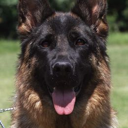 German Shepherd All Grown Up from Morning Mist Farm