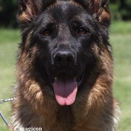 German Shepherd All Grown Up from Morning Mist Farm