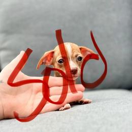 Lovely - Chocolate sabled fawn female Chihuahua puppy in Alvord, Texas from Gift of Gods Favor