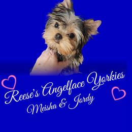 Yorkshire Terrier All Grown Up from Reese's Angelface Yorkies