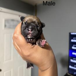 Sage - Fawn and white male French Bulldog puppy in Louisville, Kentucky from Nelson’s Fancy Frenchies and Bulldogs