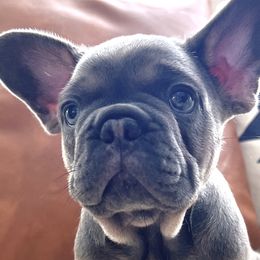 Oleg - French Bulldog puppy in Clayton, California from Frenchie Luvbugs