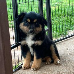 Mira - Black tri female Toy Australian Shepherd puppy in Nocona, Texas from Rafter O Toy Aussies and Mini Heelers