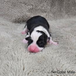 No Collar Male - Black and tan male Pembroke Welsh Corgi puppy in Tenino, Washington from LoneStar Corgis NW