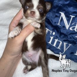 Manny - Chocolate sabled fawn male Chihuahua puppy in Naples, Florida from Naples Tiny Dogs