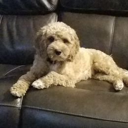 Bonnie - Cavapoo