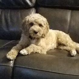Bonnie - Cavapoo