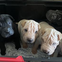 Chinese Shar-Pei from Kung Fu Peis