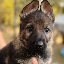 German Shepherd Puppies from Elite Haus K9