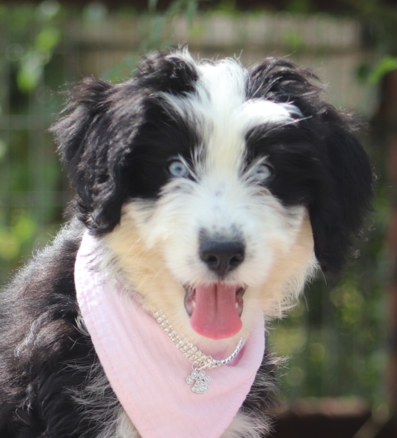 Aussiedoodle, Australian Shepherd, and Miniature Australian Shepherd Puppies from God’s Little Aussies