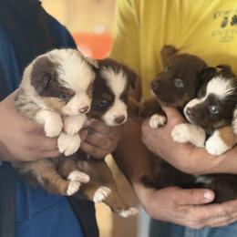 Miniature American Shepherd and Miniature Australian Shepherd Puppies from Ebersole Ranch