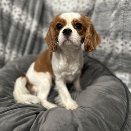 Maggie - Cavalier King Charles Spaniel