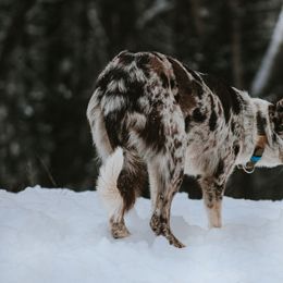 Border Collie All Grown Up from M&D Border Collies