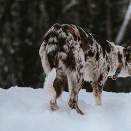 Border Collie All Grown Up from M&D Border Collies
