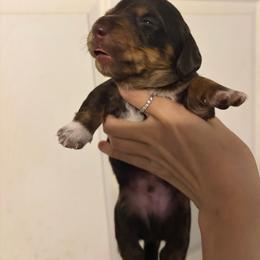 Snickers - Chocolate and tan male Dachshund puppy in Conroe, Texas from R&M Dachshunds