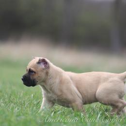 OUTLAW - Fawn male Cane Corso puppy in Cable, Ohio from Americana Cane Corso