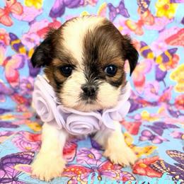 Samantha - Red and white female Shih Tzu puppy in Hemet, California from Aloha Shih Tzu