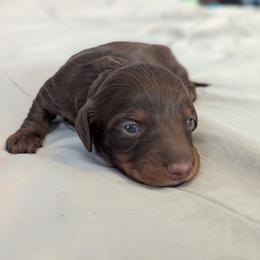 Mousse - Chocolate and tan male Dachshund puppy in Box Elder, South Dakota from Bee Sweet Dachshunds
