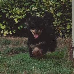 Coco - Poodle