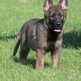 German Shepherd Puppies from Vom Anfang German Shepherds