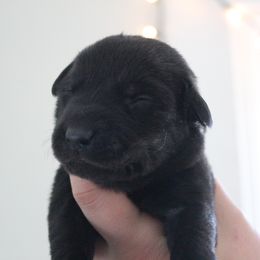 Golden Retriever and Labrador Retriever Puppies from Trenlock Kennels