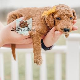 Dachshund, Goldendoodle, and Sheepadoodle Puppies from Doodles & Doxies