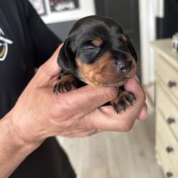 Daisy - Black and tan female Dachshund puppy in Tomball, Texas from Gutierrez House of Doxies