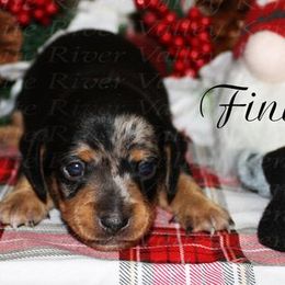 Dachshund Puppies from White River Valley Kennel