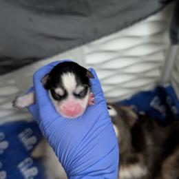 Third born Black and white female - Black and white female Pomsky puppy in Hurleyville, New York from My Crazy Pomskys