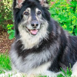 Shiloh Shepherds from Spirit Wind Shilohs