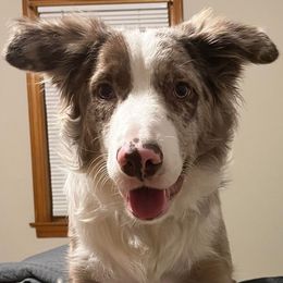 Border Collie All Grown Up from Wayward Sun Border Collies