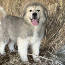Boy 2 - male Great Pyrenees puppy in Leicester, North Carolina from Randall Glen Pyrenees