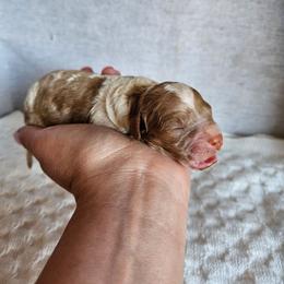 Rocky - Blenheim male Cavapoo puppy in London, Kentucky from Blue Meadow Puppies