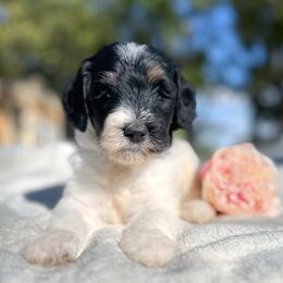 Beatrice - Tri-color female Bernedoodle puppy in Osage City, Kansas from Golden Ridge Goldens