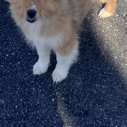 Bear - Sable and white male Shetland Sheepdog puppy in Rockville, Maryland from Robin Rice