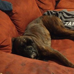 Boxers from Boxers of Whispered Wishes