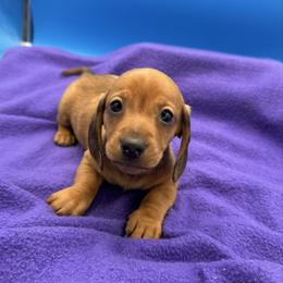 Male 1 - Red male Dachshund puppy in Spanaway, Washington from 11 Oaks Kennels