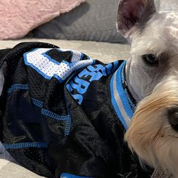 Miniature Schnauzers from Furever Loved Schnauzers