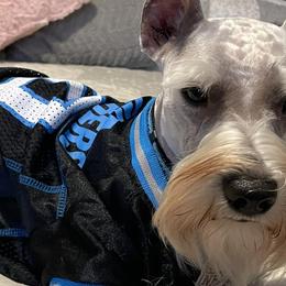 Miniature Schnauzers from Furever Loved Schnauzers