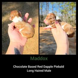 Maddox - Dapple male Dachshund puppy in Quitman, Mississippi from S-and-A Kennels