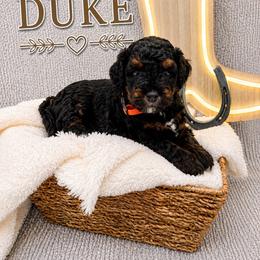 Duke - Tri-color male Bernedoodle puppy in Flagstaff, Texas from Gunstock Doodles
