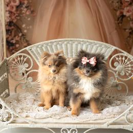 Pomeranian puppies from CM Farm